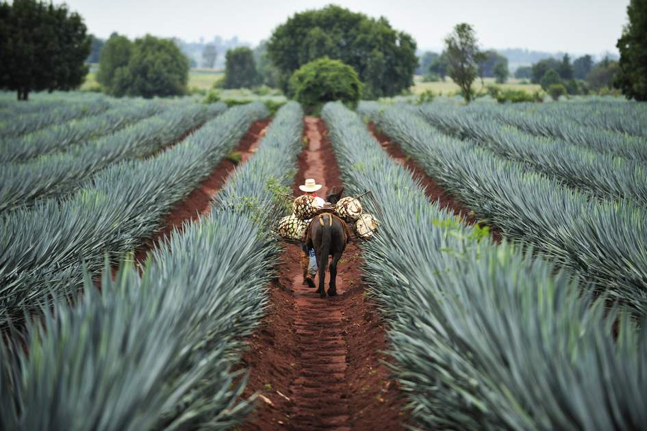 Tequila Field